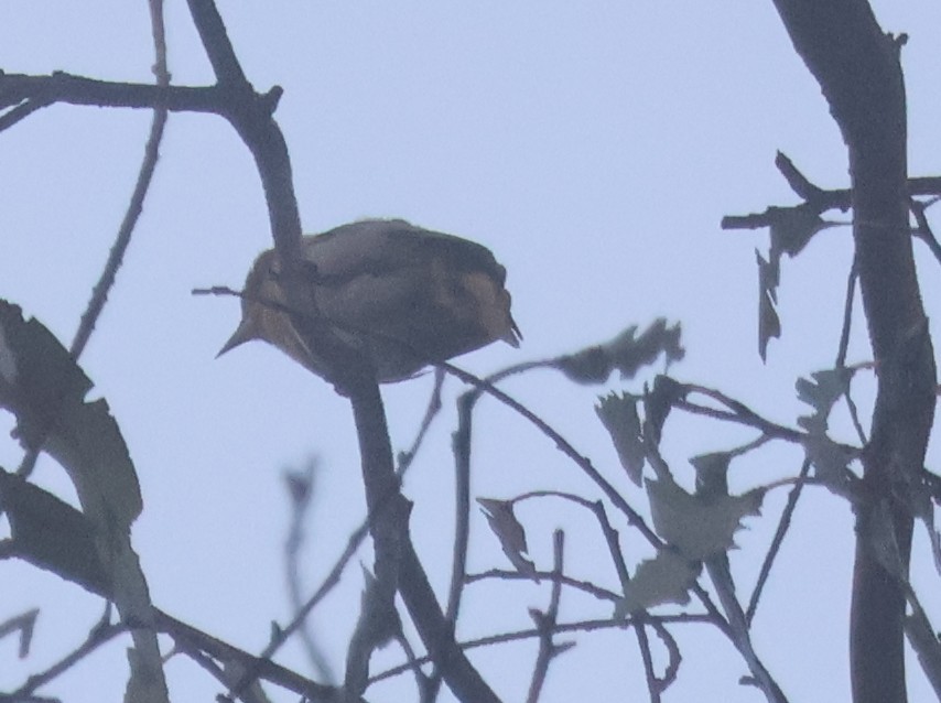 gullbryntrupial - ML644484641