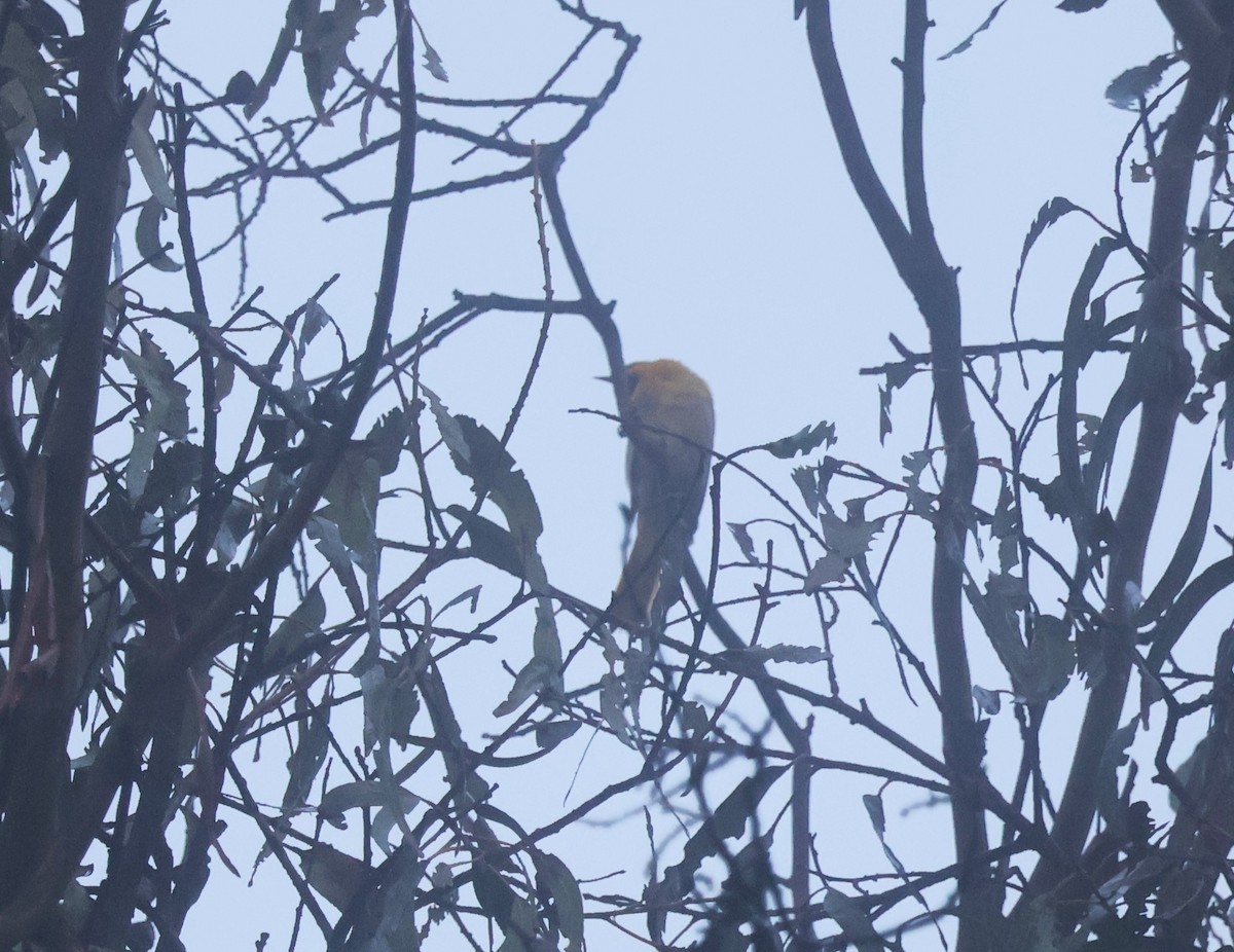 gullbryntrupial - ML644484642