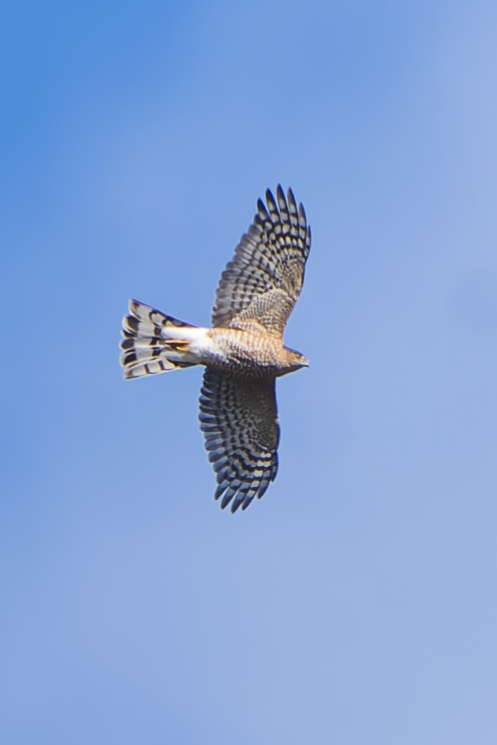 Sharp-shinned Hawk - ML644484643
