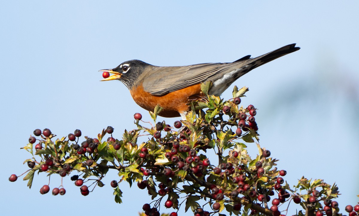 American Robin - ML644484647