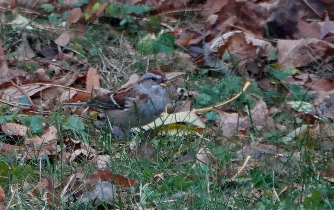 Hudson Körfezi Serçesi - ML644484653