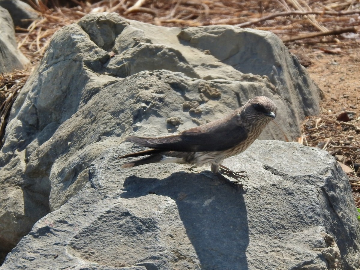 Mascarene Martin - ML644484671