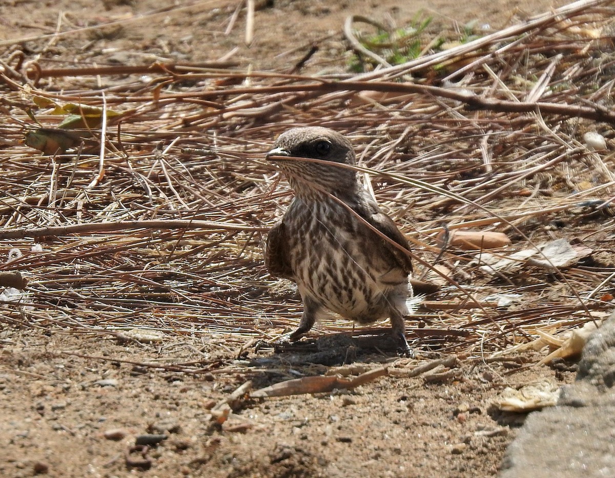 Mascarene Martin - ML644484672