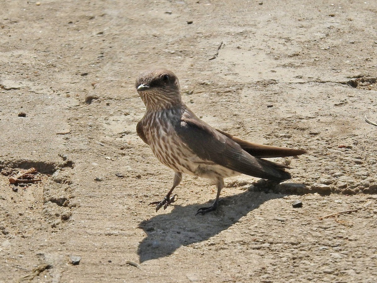 Mascarene Martin - ML644484673