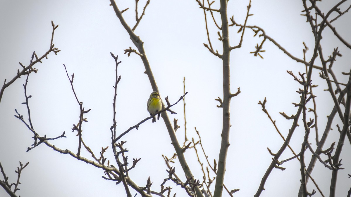 Girlitz - ML644484676