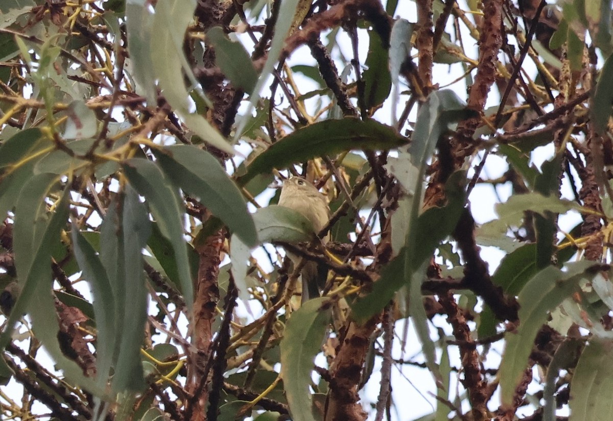 rubinfuglekonge - ML644484678