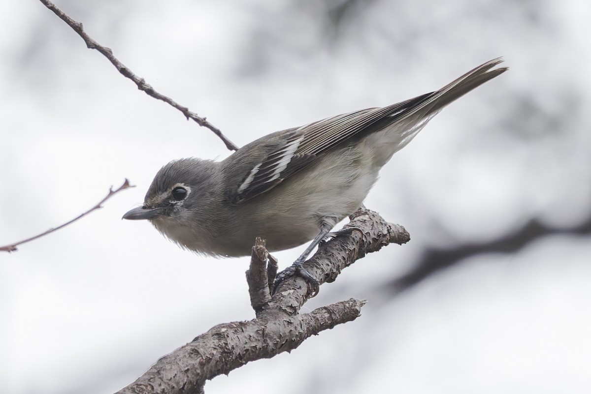 Plumbeous Vireo - ML644484698