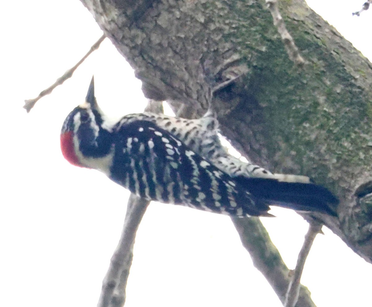 Nuttall's Woodpecker - ML644484701