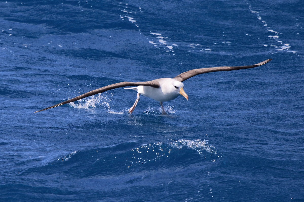 Albatros bekainduna (melanophris) - ML644484705