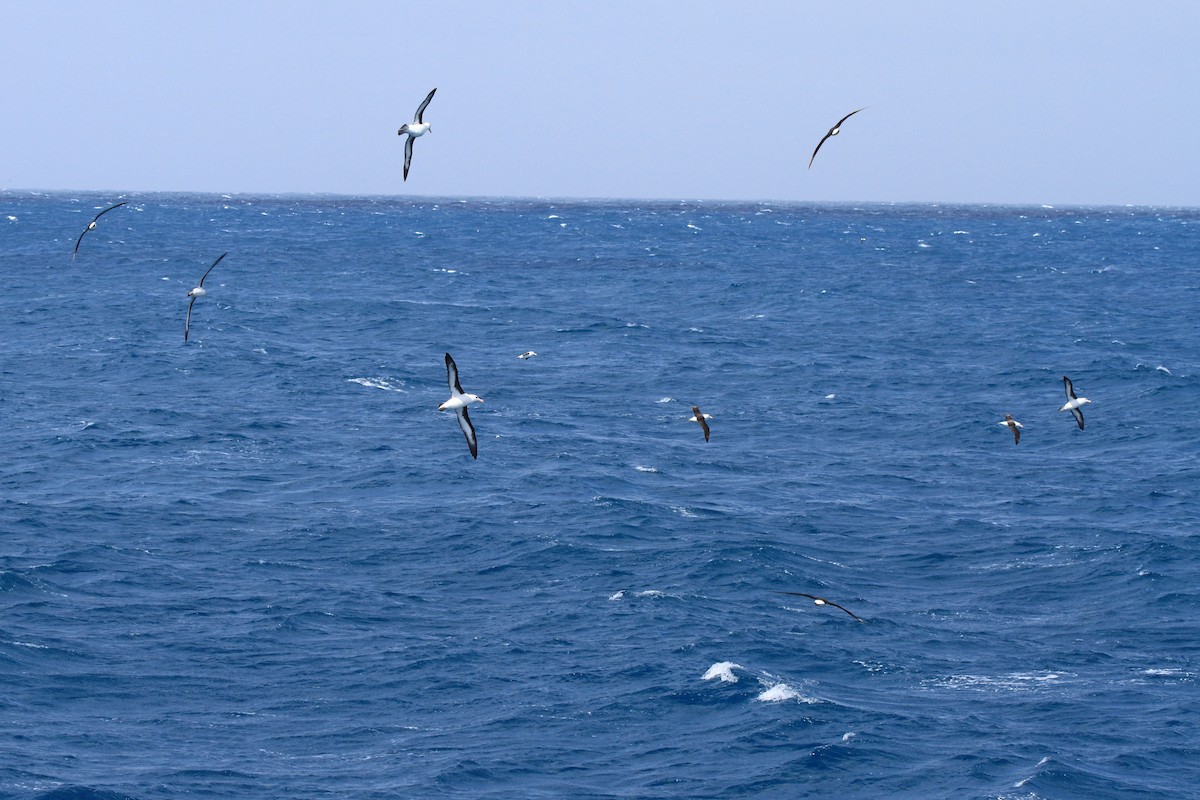 Albatros bekainduna (melanophris) - ML644484706