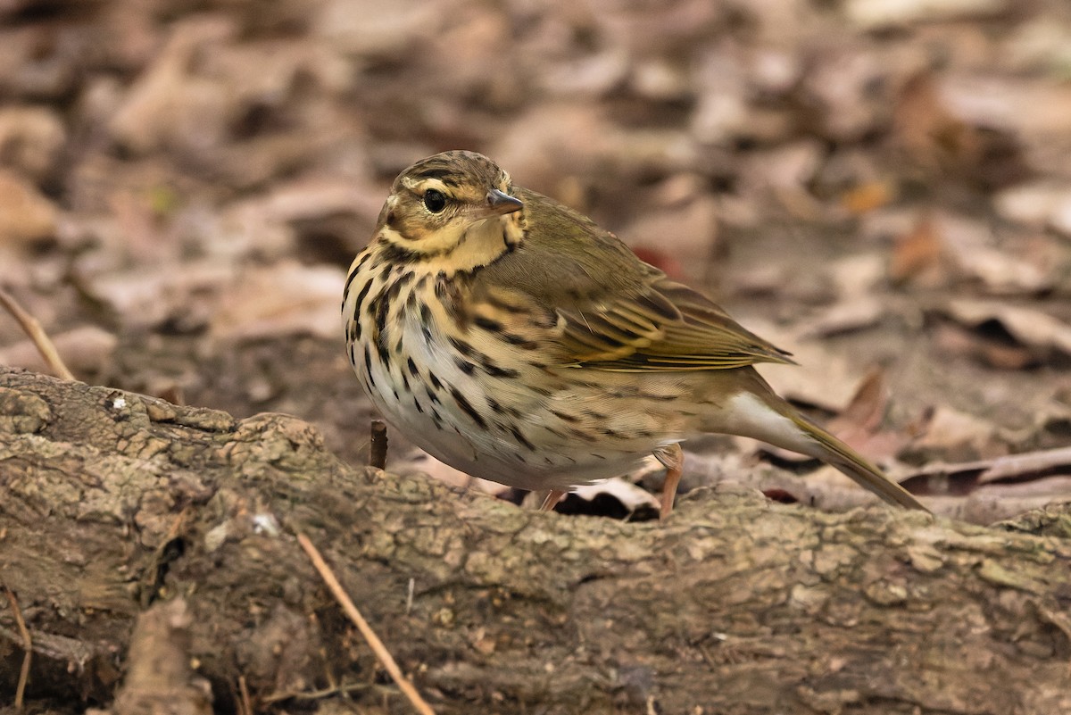 Olive-backed Pipit - ML644484709