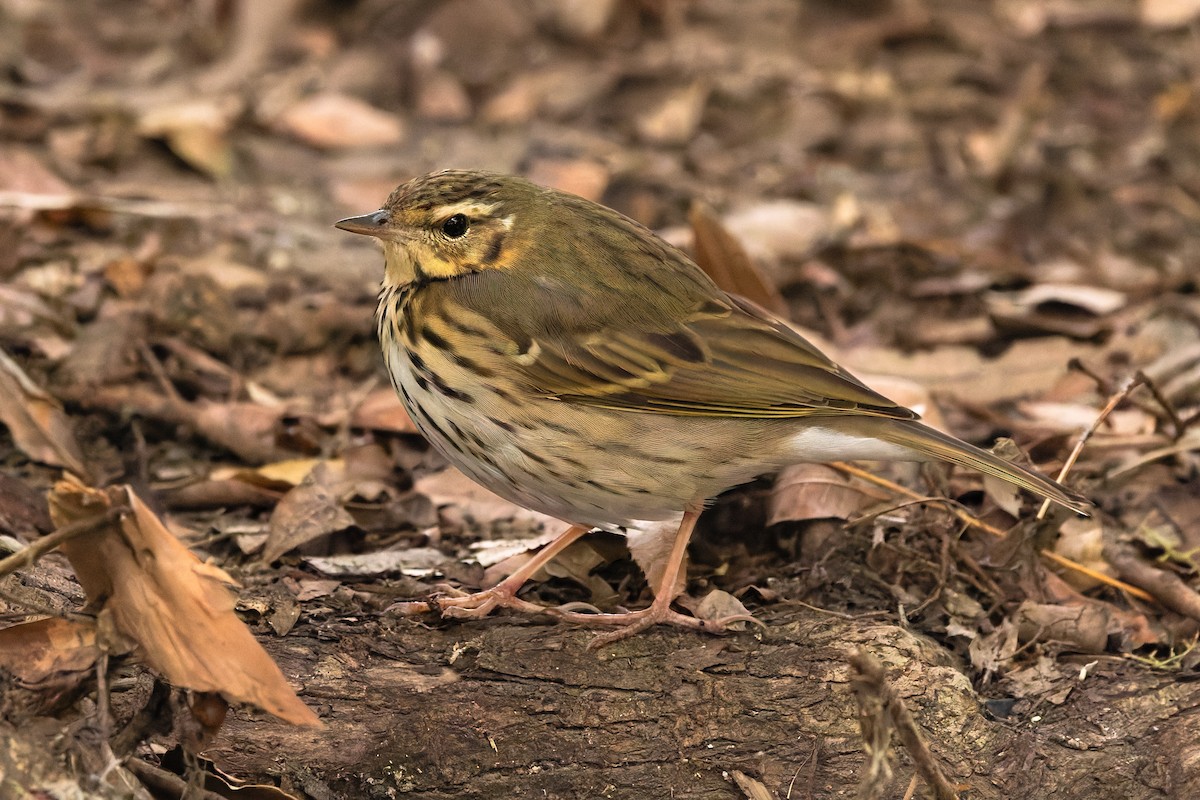 Olive-backed Pipit - ML644484711