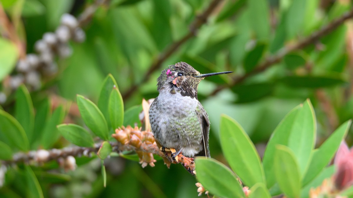 Anna's Hummingbird - ML644484716