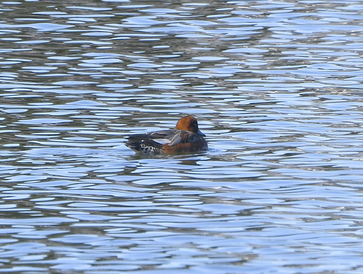 Eurasian Wigeon - ML644484717