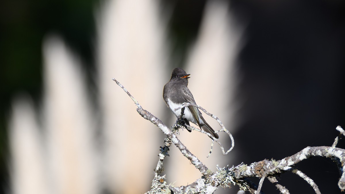 Moucherolle noir - ML644484721