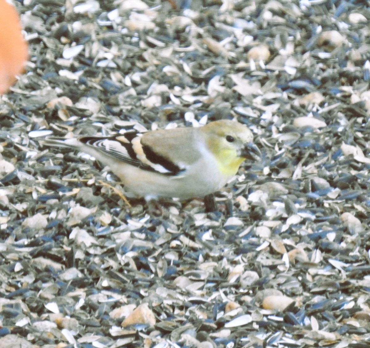 American Goldfinch - ML644484722