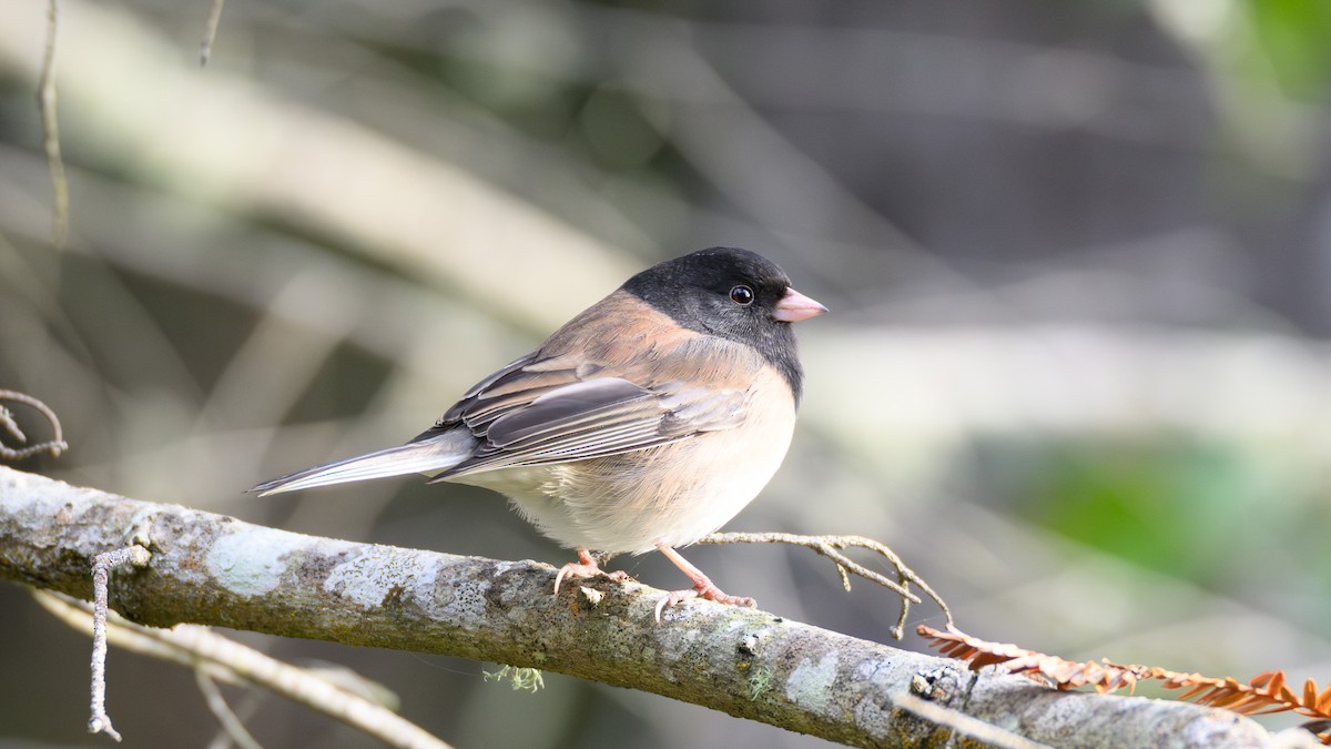 Junco ardoisé - ML644484730