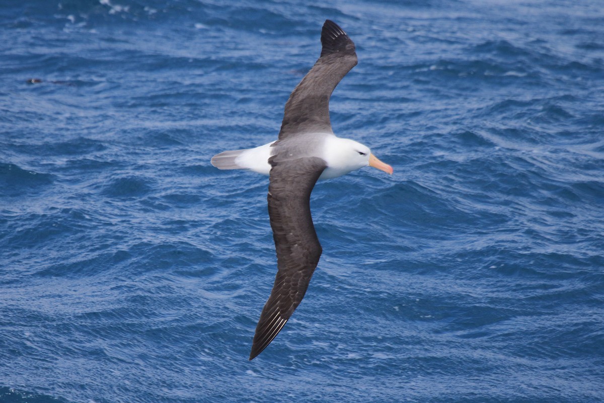 Albatros bekainduna (melanophris) - ML644484734