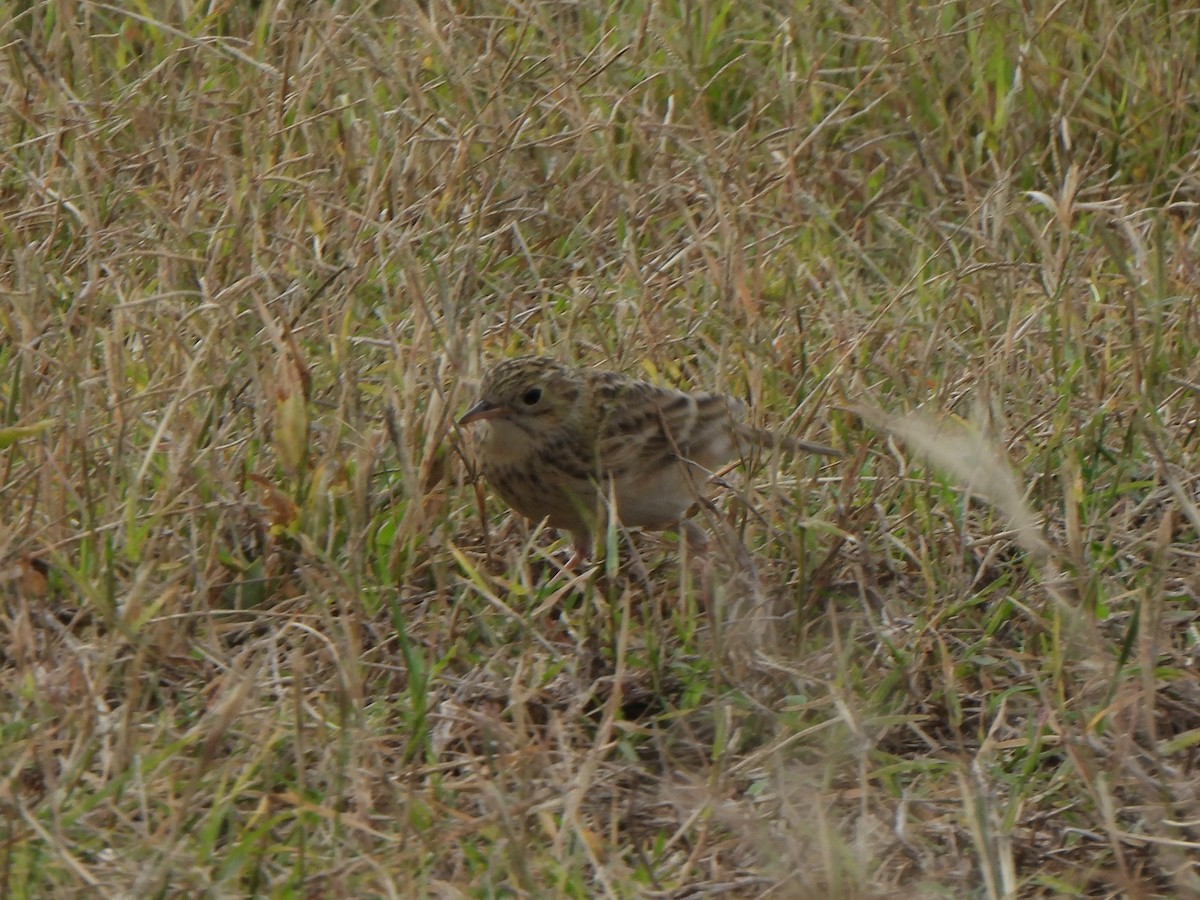 Sprague's Pipit - ML644484741