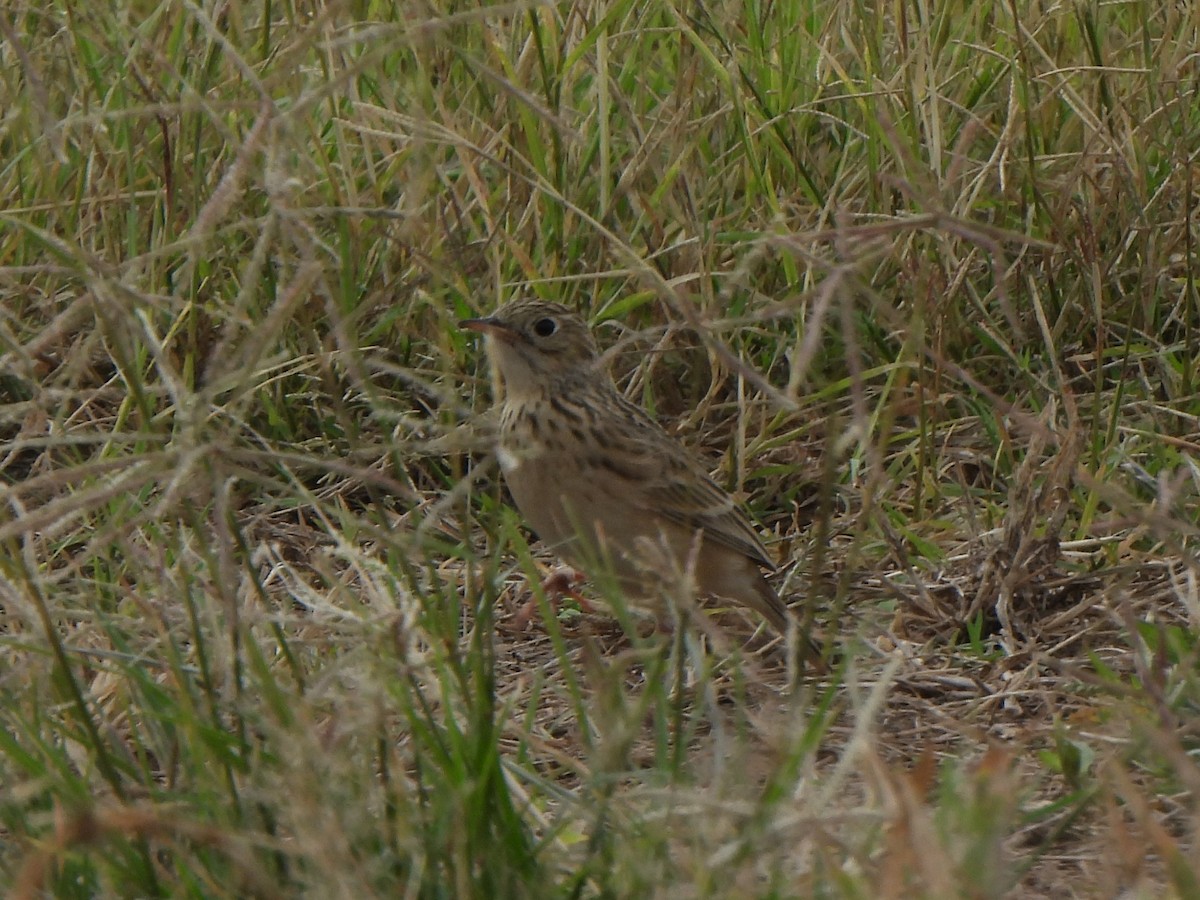 Sprague's Pipit - ML644484742