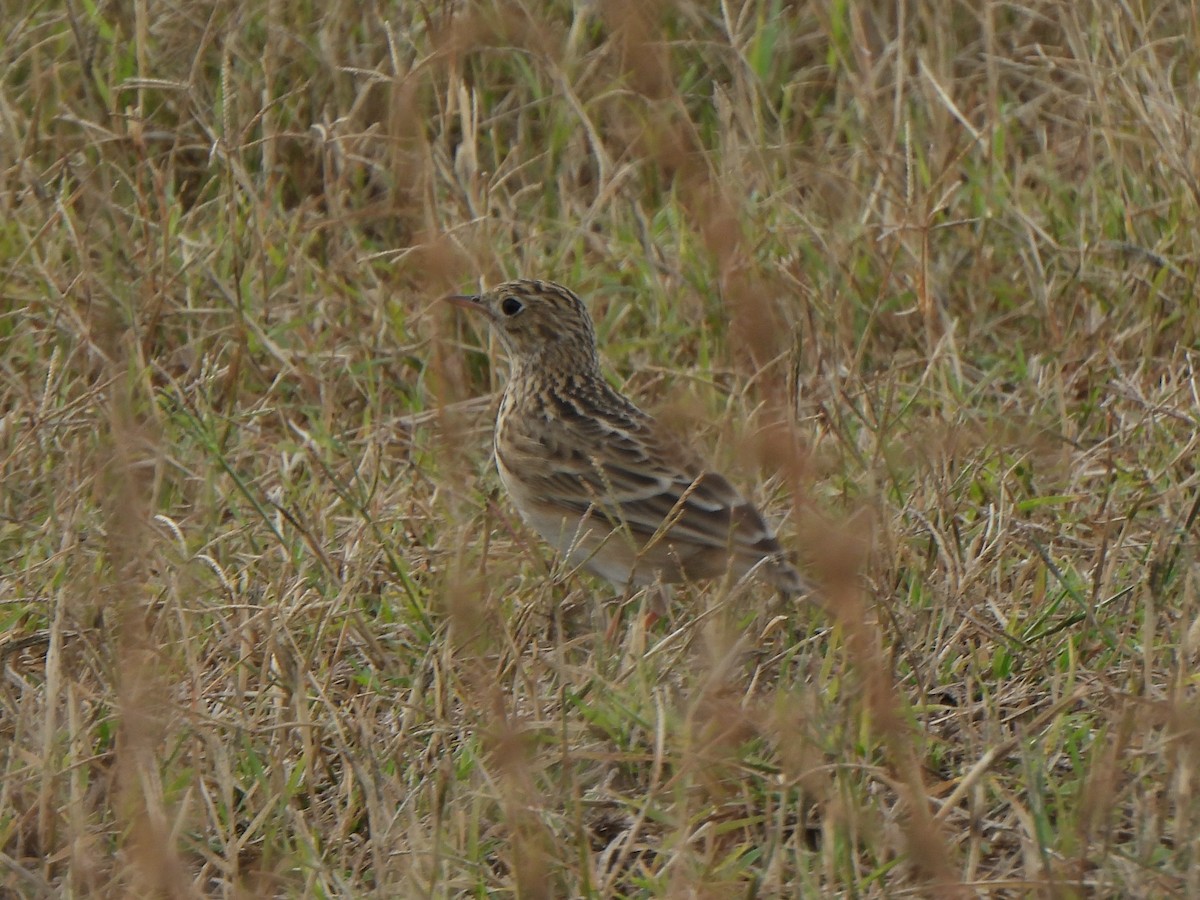 Sprague's Pipit - ML644484743