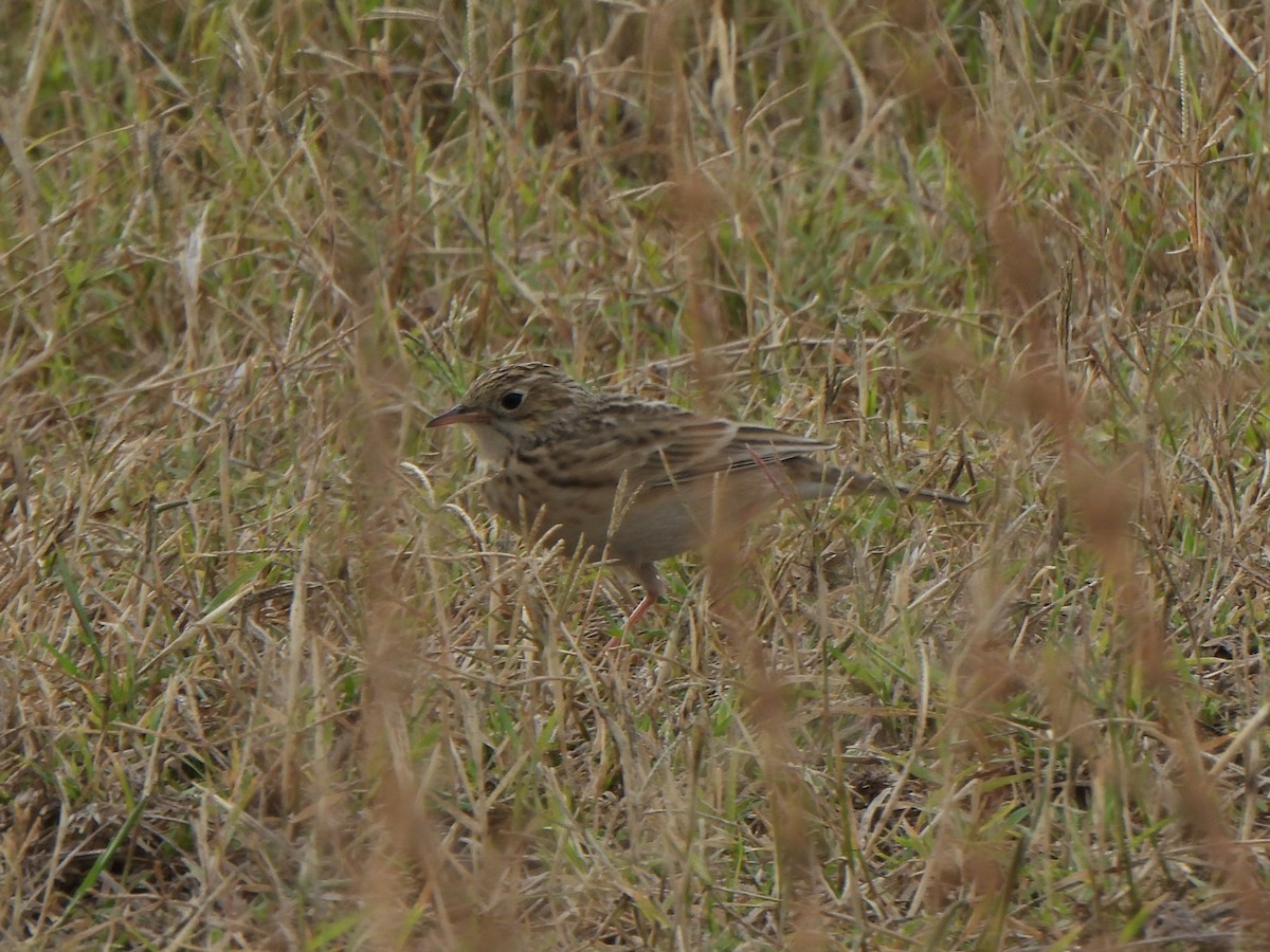 Sprague's Pipit - ML644484744