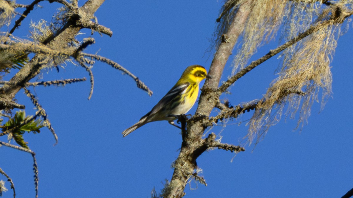 granparula - ML644484745