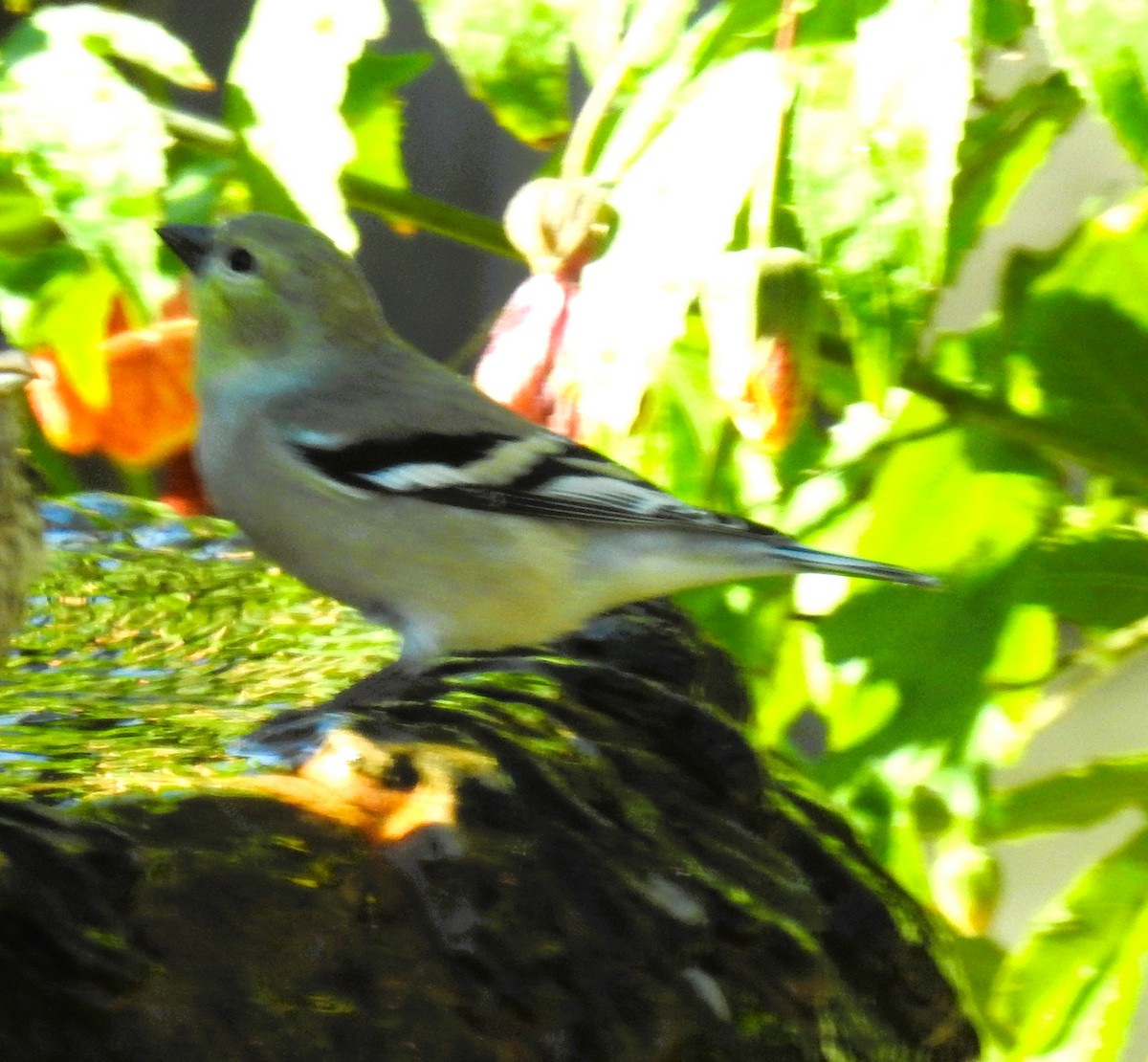 American Goldfinch - ML644484746