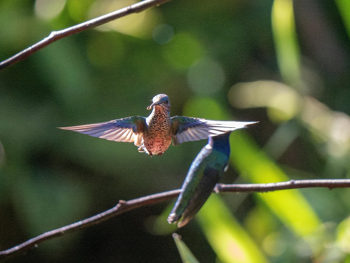 Beyaz Yakalı Kolibri - ML644484747