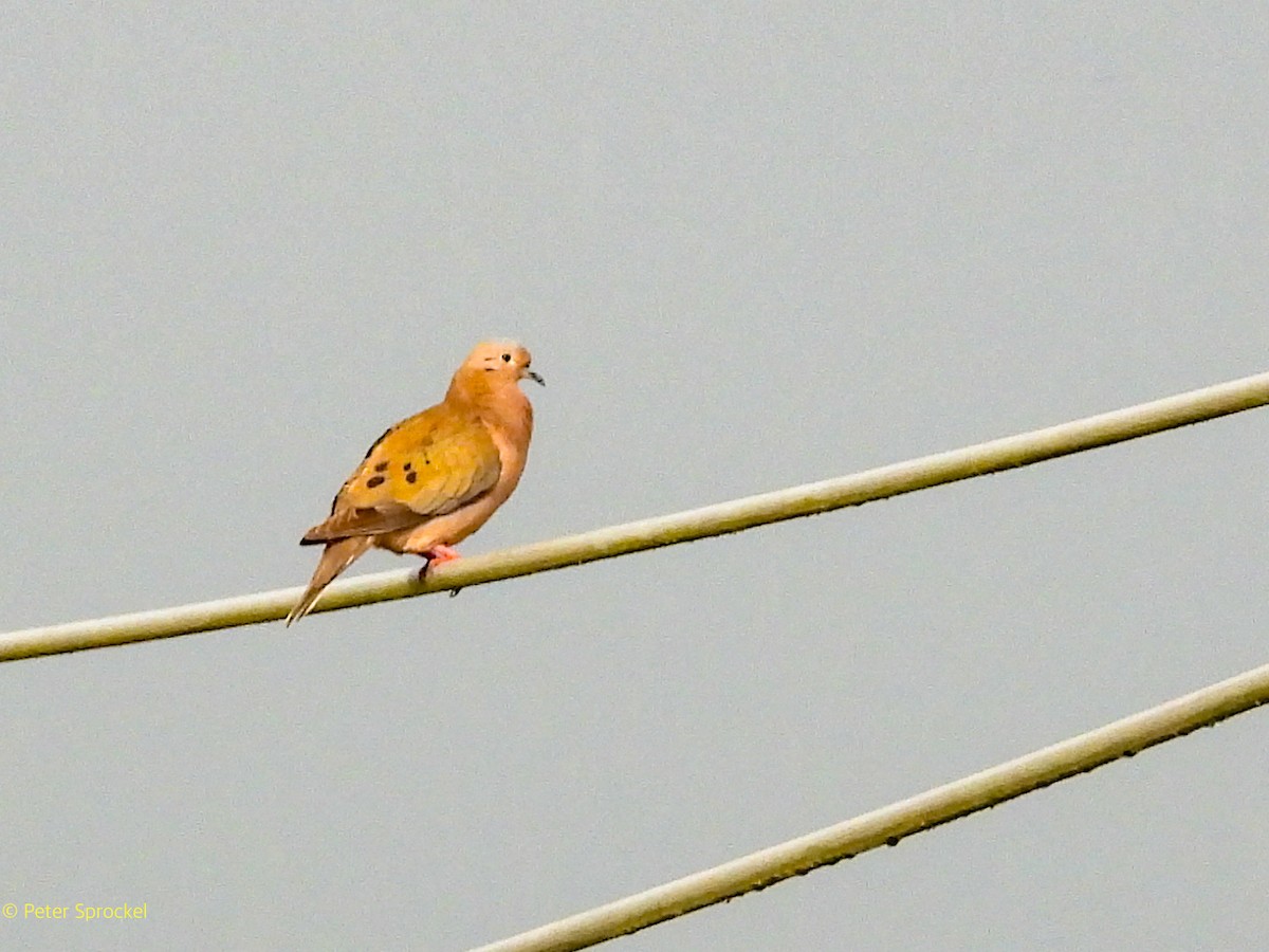 Eared Dove - ML644484748