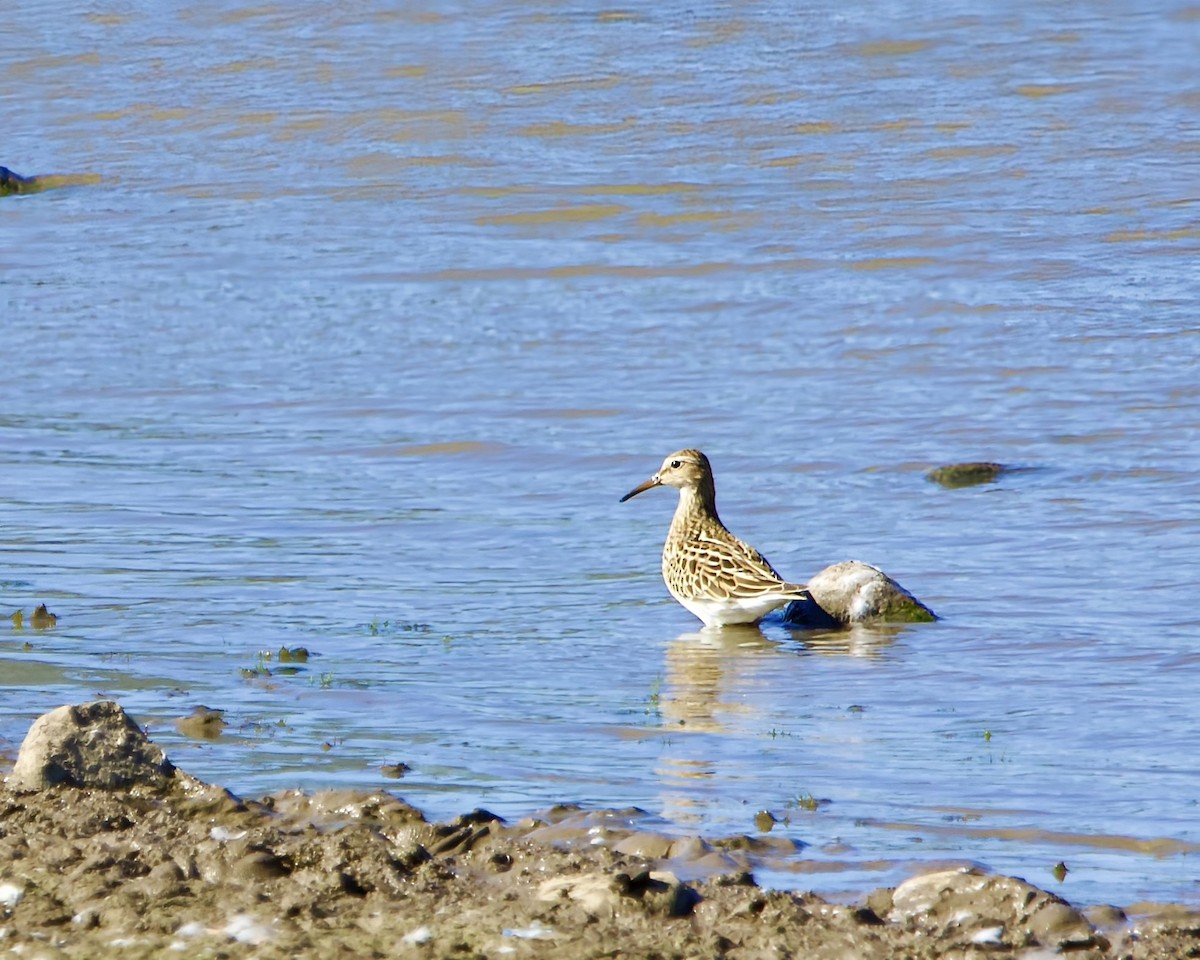 Pectoral Sandpiper - ML644484771