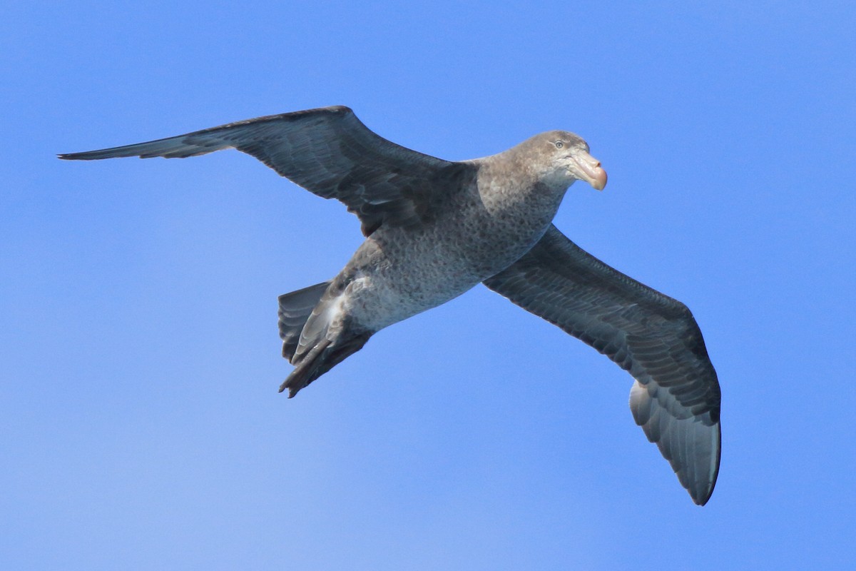 Petreltzar iluna - ML644484787