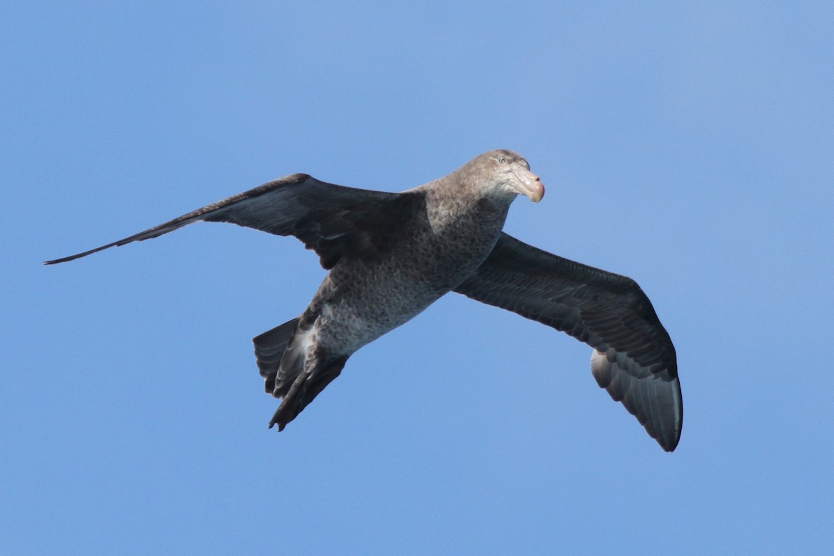 Petreltzar iluna - ML644484788