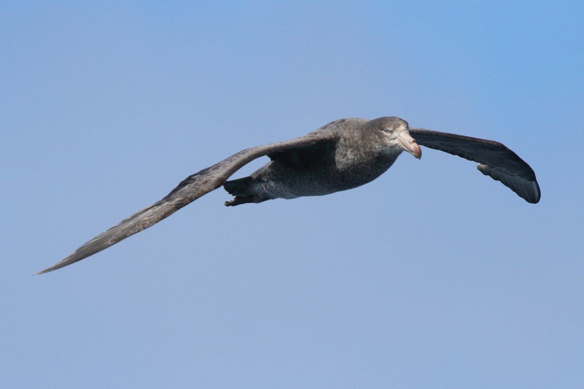 Petreltzar iluna - ML644484791