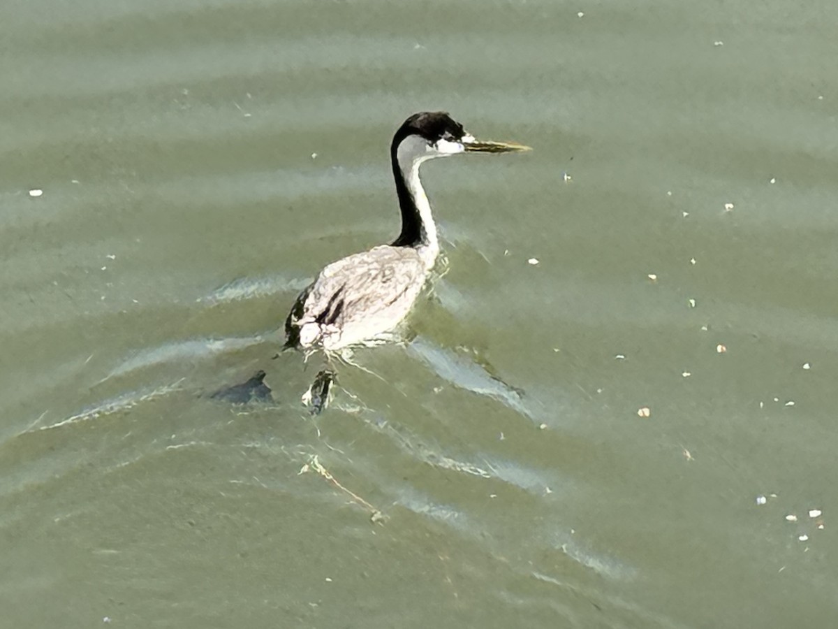 クビナガカイツブリ - ML644484799