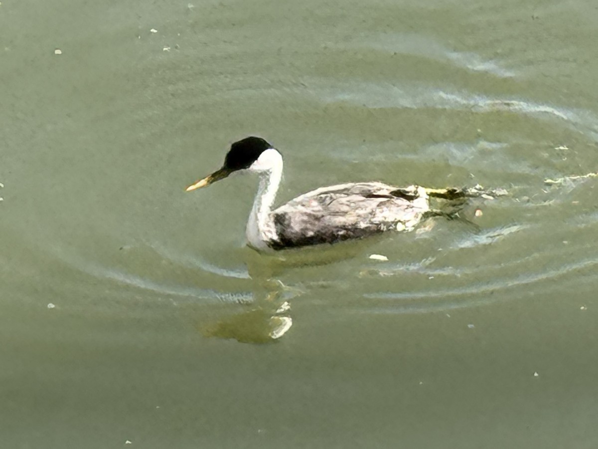 クビナガカイツブリ - ML644484800