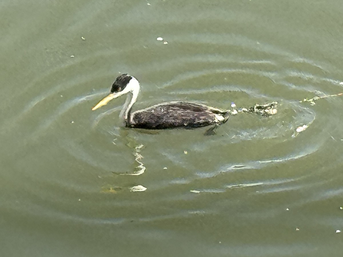 クビナガカイツブリ - ML644484801