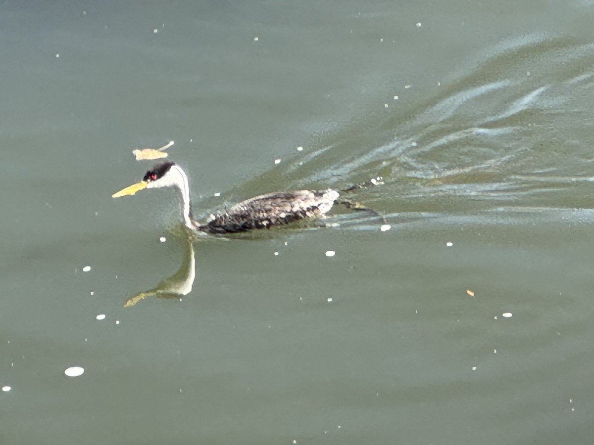 クビナガカイツブリ - ML644484803