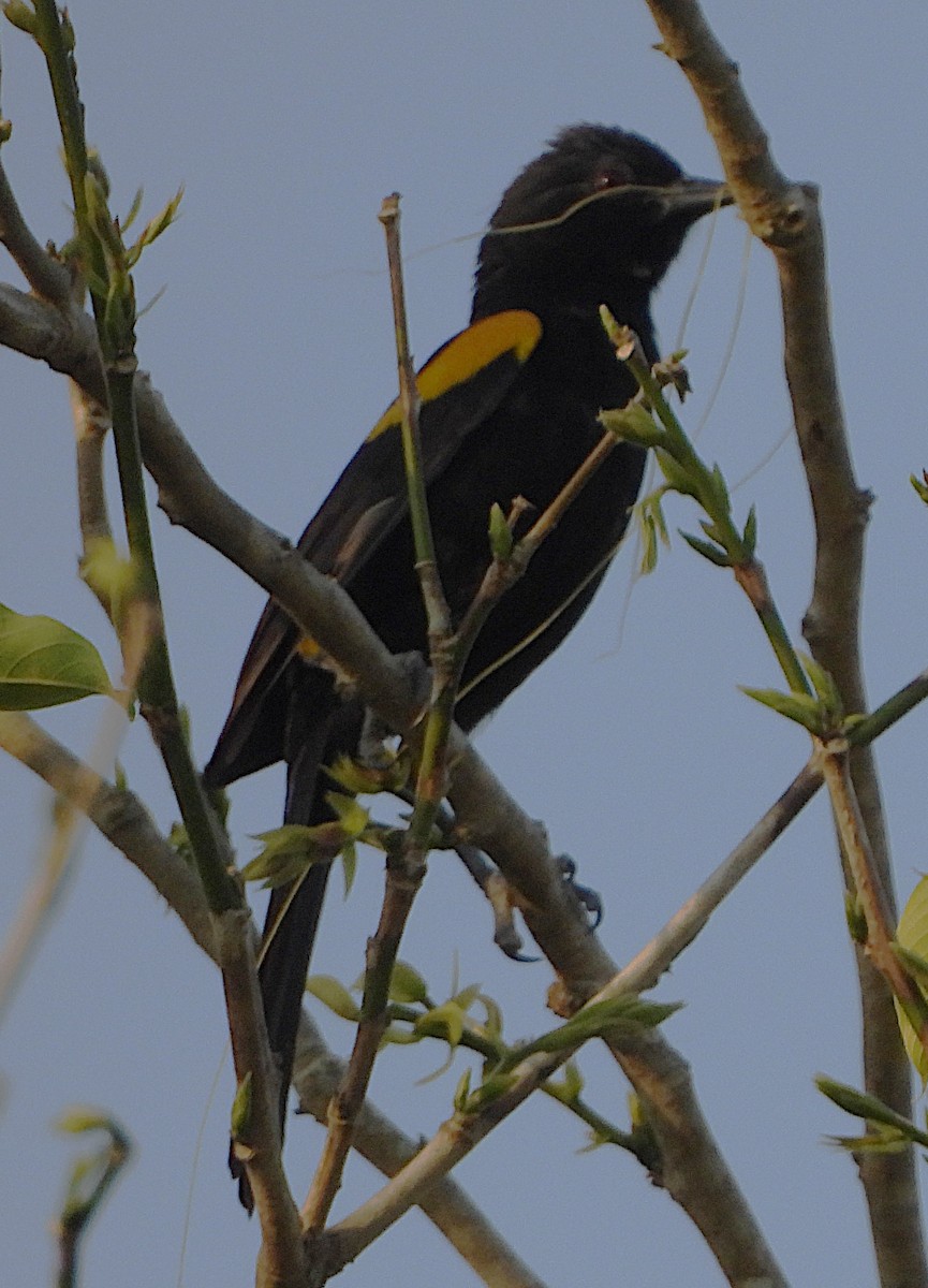 Variable Oriole - ML644484809