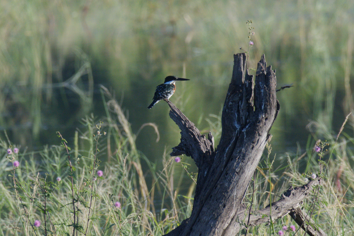 Green Kingfisher - ML644484821