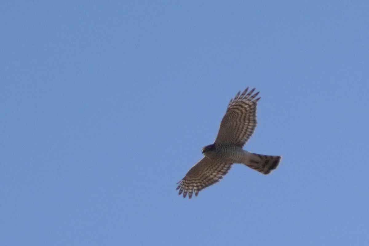 krahujec obecný - ML644484822