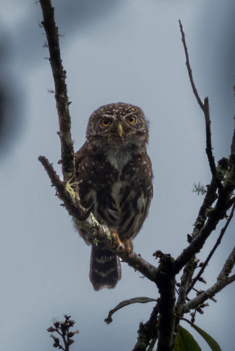 Боливийский сычик - ML644484848