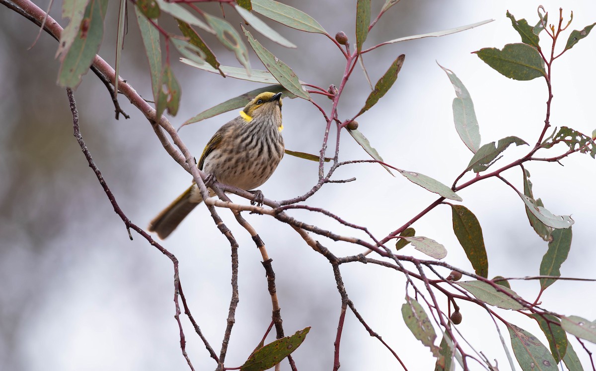 Yellow-plumed Honeyeater - ML644484851