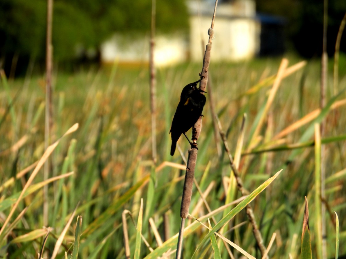 gulvingetrupial - ML644484871