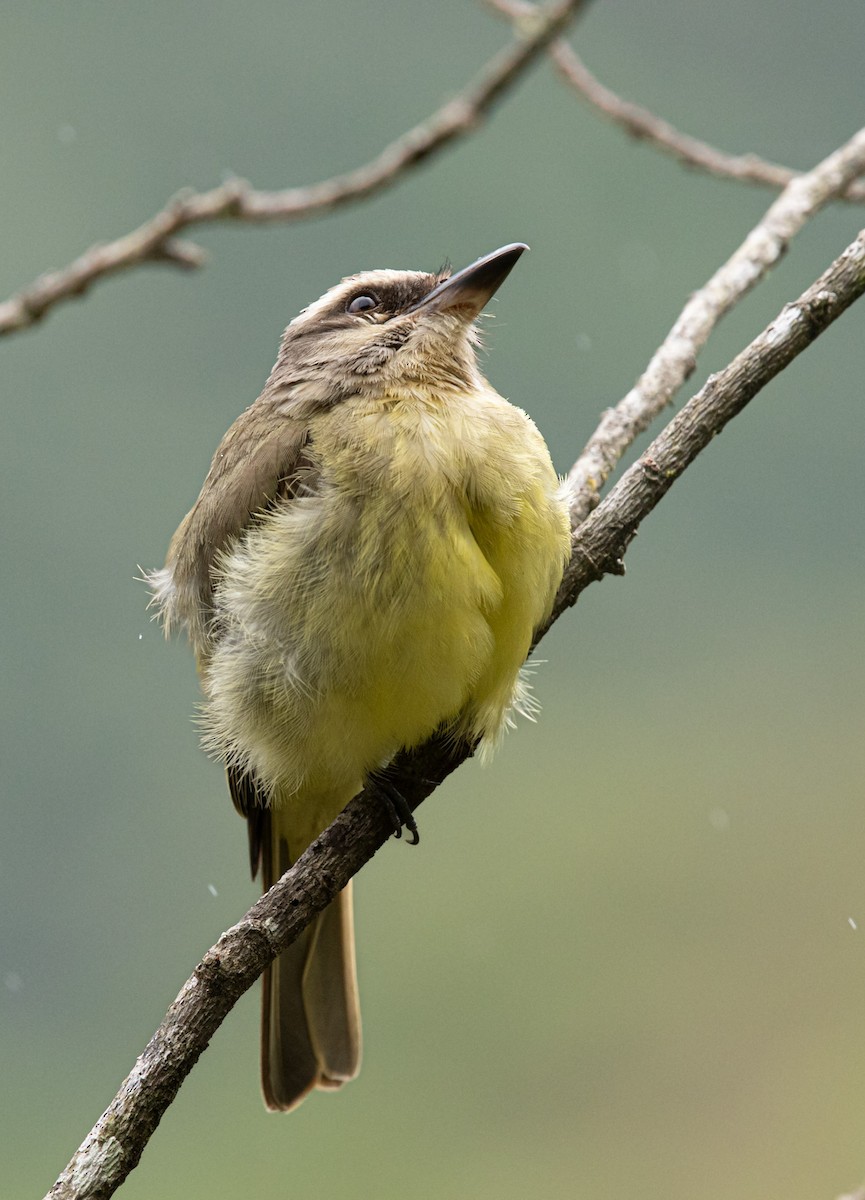 Golden-crowned Flycatcher - ML644484872