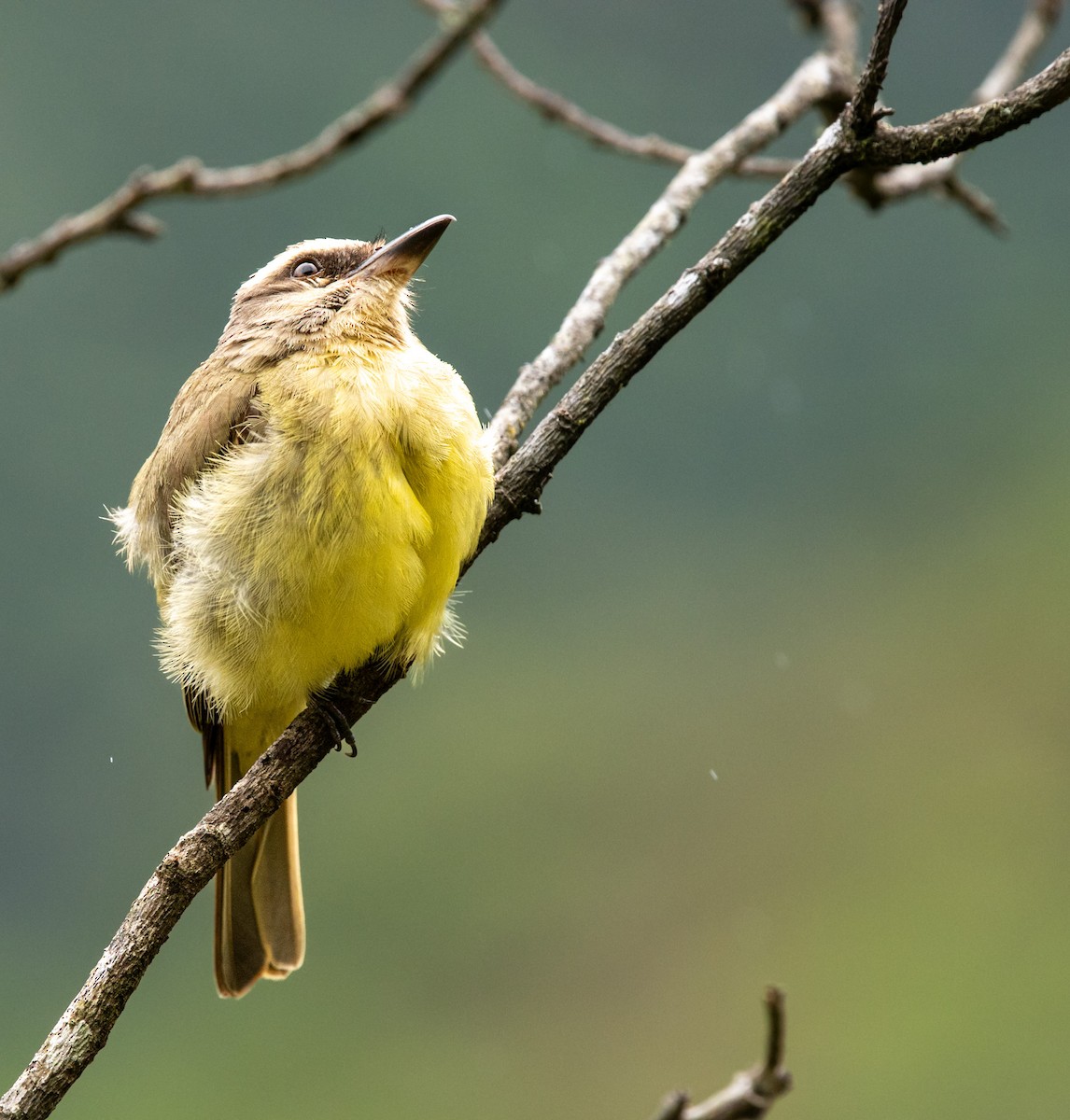 Golden-crowned Flycatcher - ML644484873