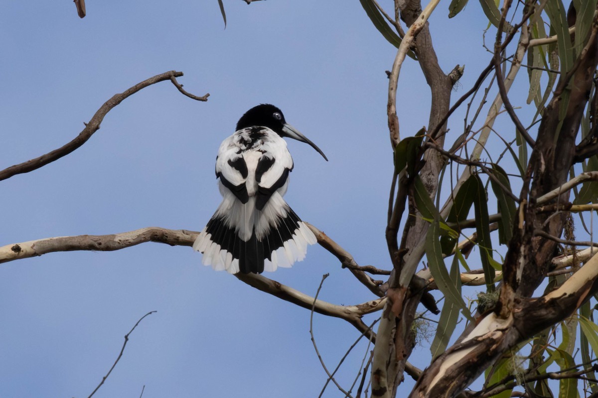 Hooded Butcherbird - ML644484884