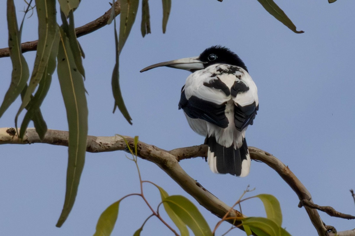 Hooded Butcherbird - ML644484885