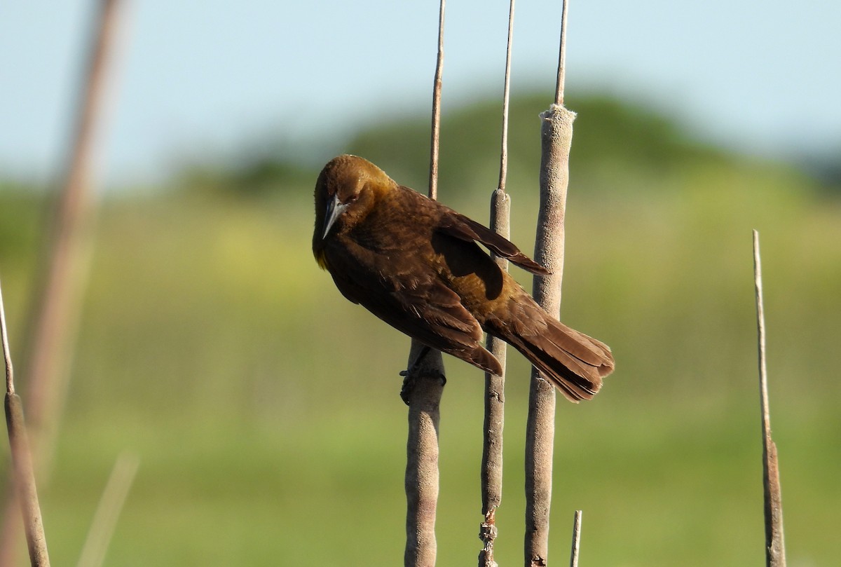 Brown-and-yellow Marshbird - ML644484889