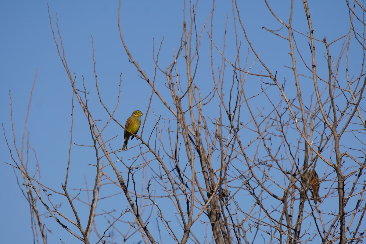 strnad obecný - ML644484892